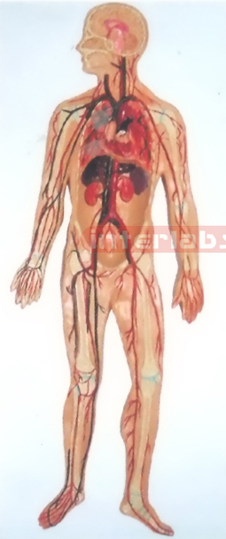 SMALL HANGING HUMAN BLOOD ARTERY CIRCULATION SYSTEM MODEL